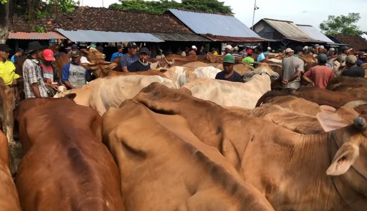 Intip Alamat Baru Pasar Hewan Bojonegoro dan Fasilitas Apa yang ada di Sana