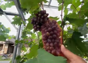 Berwisata di Kebun Anggur Bojonegoro, Bisa Petik Buah Sambil Icip-icip