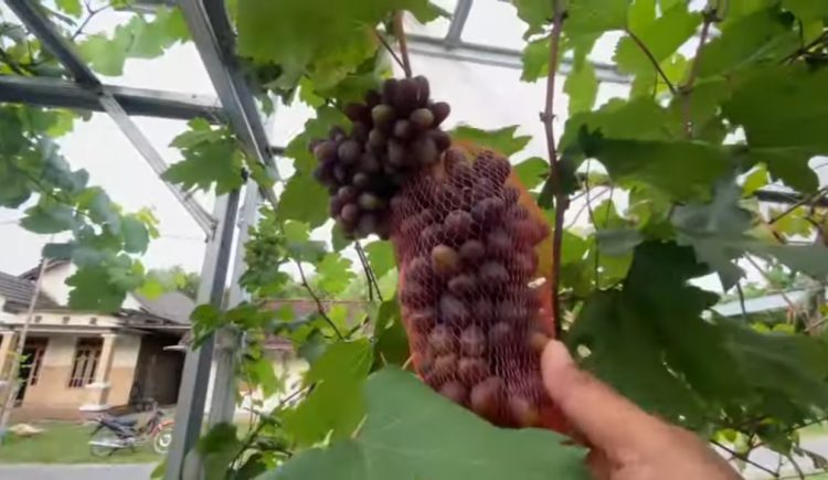Berwisata di Kebun Anggur Bojonegoro, Bisa Petik Buah Sambil Icip-icip