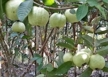 Kebun Jambu Kristal, Rekomendasi Wisata Alam Menarik di Wilayah Barat Kota Bojonegoro