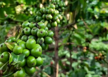 Kebun Kopi Tlogohaji Bojonegoro, Mampu Tumbuh di Cuaca Panas