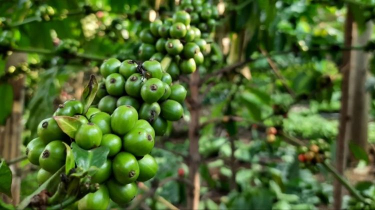 Kebun Kopi Tlogohaji Bojonegoro, Mampu Tumbuh di Cuaca Panas