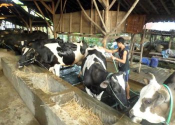 Kontes Sapi Peternak Bojonegoro, Cek Besaran Hadiahnya