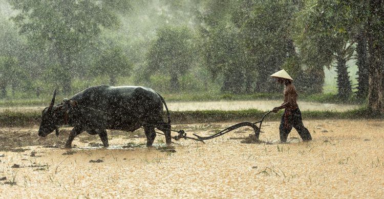 Kenapa Kita Tidak Belajar Slow Living dari Para Petani Saja? Rumus Hidup Bahagia