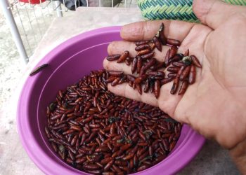 Enthung Jati Banyak Dimasak Jadi Oseng-oseng, Ternyata Segini Harganya