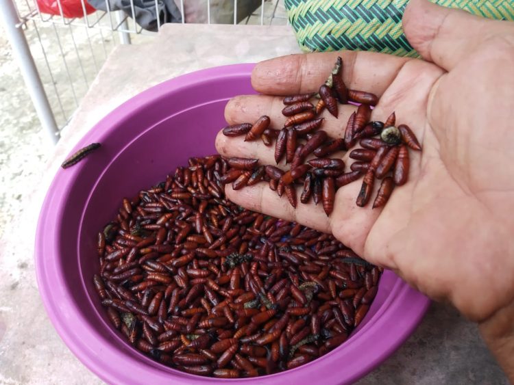 Enthung Jati Banyak Dimasak Jadi Oseng-oseng, Ternyata Segini Harganya