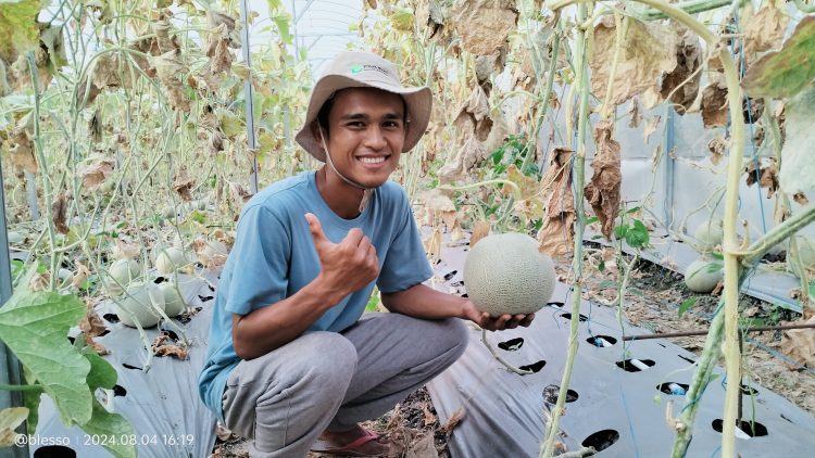 Merasakan Sensasi Petik Buah Melon Manis Segar di Greenhouse Djoyo Tani   
