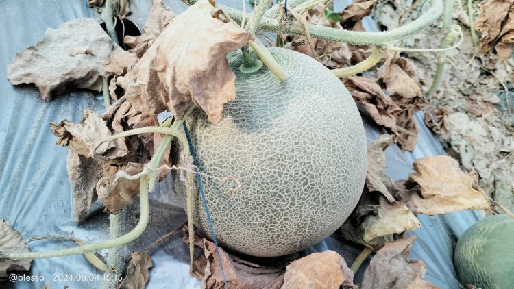 Merasakan Sensasi Petik Buah Melon Manis Segar di Greenhouse Djoyo Tani   