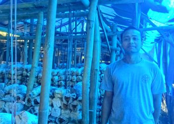 Jatuh Bangun Miftahul Huda Merawat Jamur Tiram