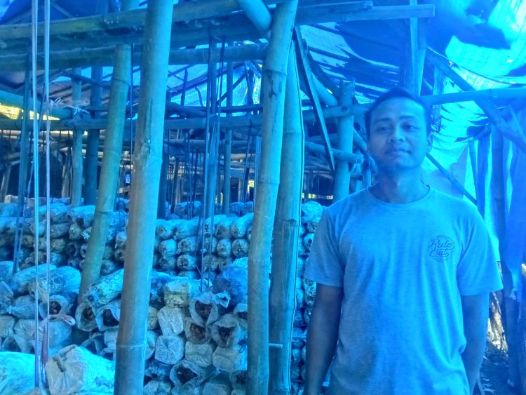 Jatuh Bangun Miftahul Huda Merawat Jamur Tiram