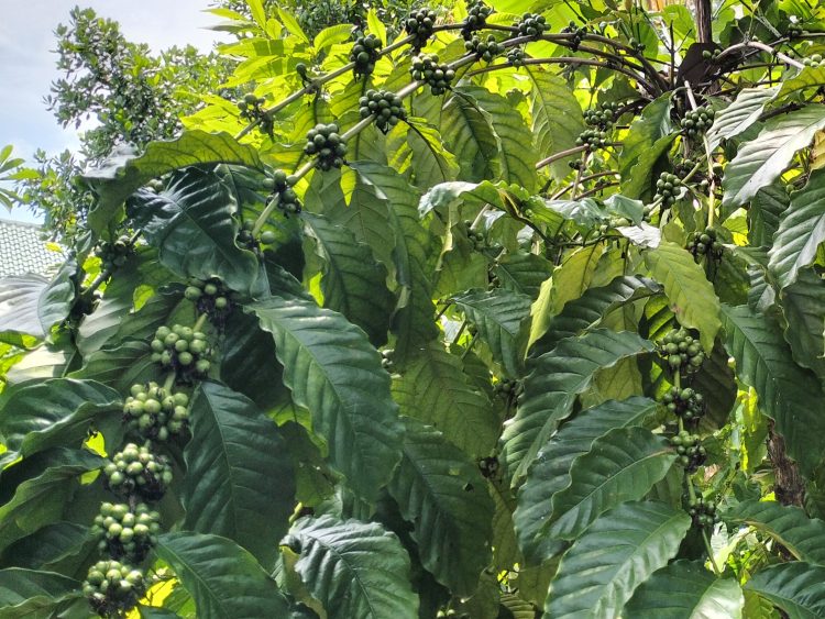 Dari Gunung ke Kebun; Kisah Kopi Ditanam di Dataran Rendah Bojonegoro