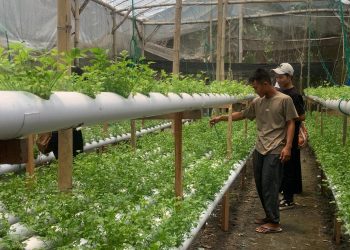Kolaborasikan AI dan Pertanian, P4S Djoyo Tani Bojonegoro Ajak Petani Makin Unggul
