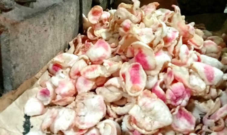 Melihat Produksi Kerupuk Upil di Gayam-Bojonegoro, Camilan Kriuk Keluarga saat Lebaran