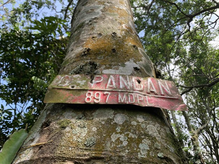 Gunung Pandan, Puncak Tertinggi Bojonegoro dan Sejarah yang Tersembunyi